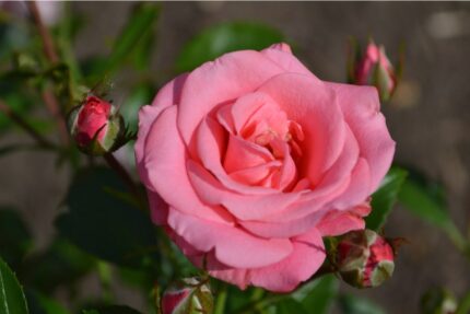 Klaserose "Bella Rosa"  3,5 l potte