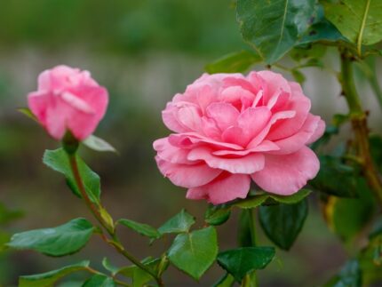 Stilkrose "Queen Elisabeth""  3,5 l potte