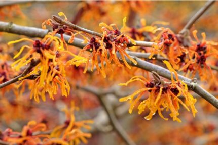 Trollhassel  "Aphrodite"   60/80 cm 5 l potte