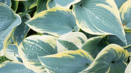 Hosta "Firn line" 11 cm potte