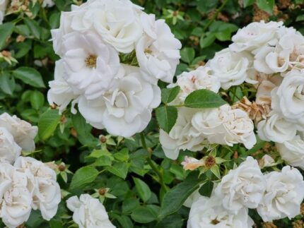 Klatrerose "polstjarnan"   3,5 l potte