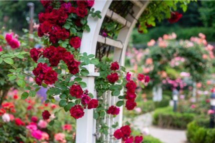 Klatrerose "Heidelberg"