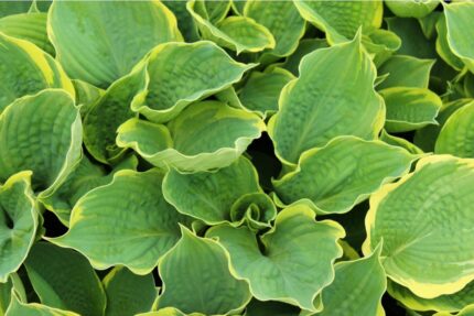 Hosta "Pizzazz"  11 cm potte