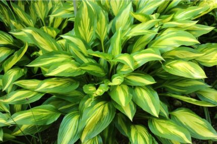 Hosta "cherry berry"  11 cm potte
