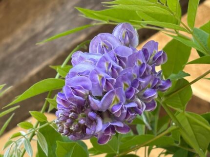 Amerikansk Blåregn "Amethyst Falls"  150-175