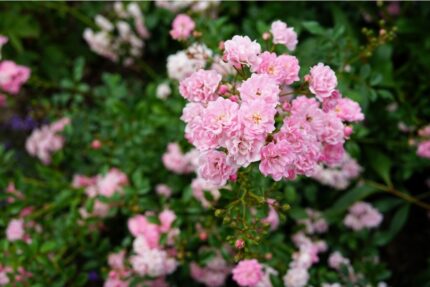 Kryprose "The fairy"  3,5 l potte