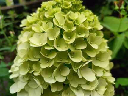 Syrinhortensia " Bee Green", pottestr. 3,5 l