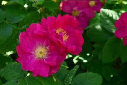 Buskrose "Gallicia Splendens"  3, 5 l potte