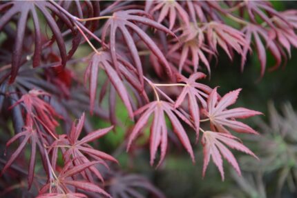 Japansk lønn "Trompenburg"  60/80 cm 3 l potte