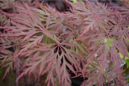 Japank lønn "orangeola"   50/60 cm   3 l potte