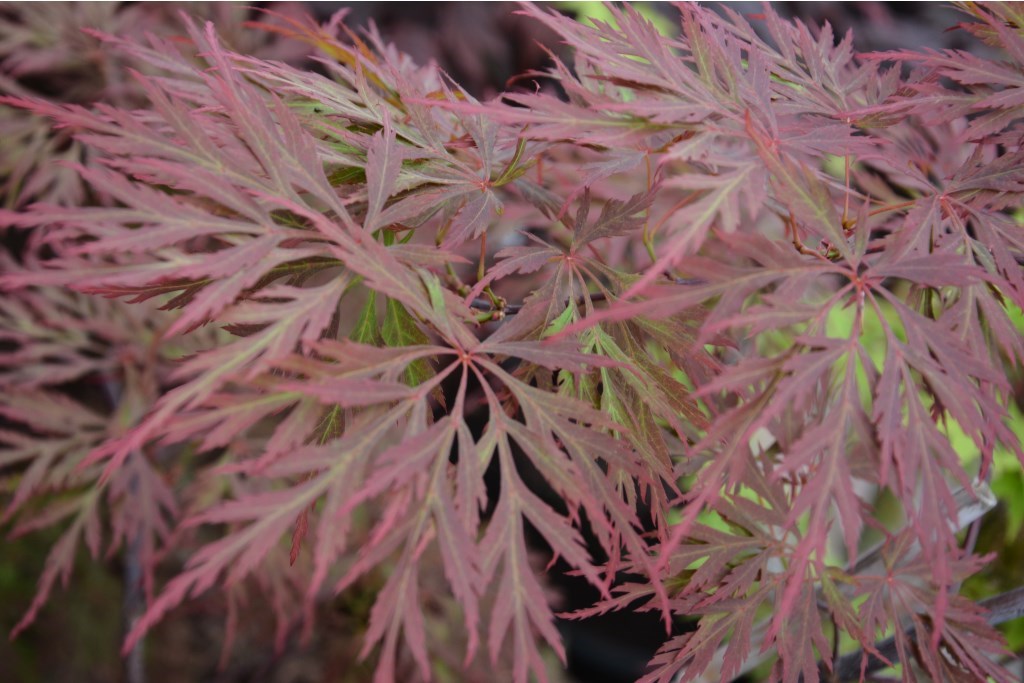 0_shutterstock_2661812903