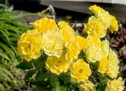 Klaserose "Friesia"  3,5 l potte