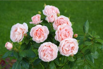 Klaserose "Patrici flower circus" 3,5 l potte