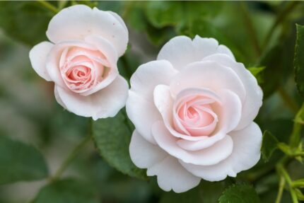 Klaserose "Aspirin"  3,5 l potte