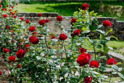 Buskrose "Lichterloh"  3, 5 l potte