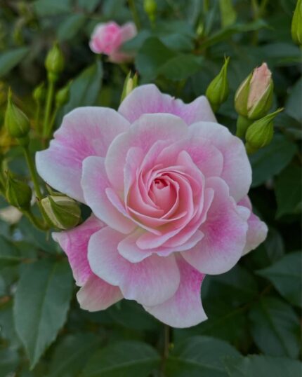 Klasrose "Bonica-82"   3,5 l potte