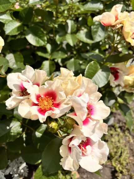 Buskrose "Glorious Babylon Eyes"   4 l potte