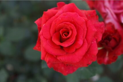 Kryprose "Lady in red"  3, 5 l potte