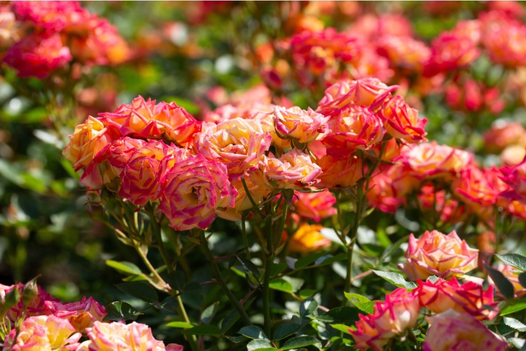 0_shutterstock_2704598513