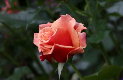 Stilkrose "Dronning Ingrid"  3,5 l potte