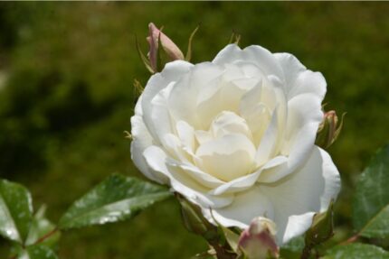 Buskrose "Schneewittchen"  3,5 l potte