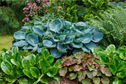 Hosta "Albiqua drinking gourd"  11 cm potte