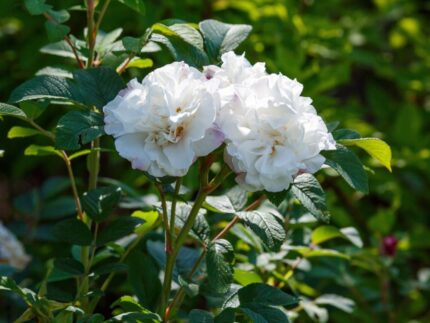 Kandisk rose "Louise Bugnet"  3,5 l potte