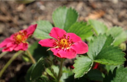 Prydjordbær "Lipstick"   9 cm potte