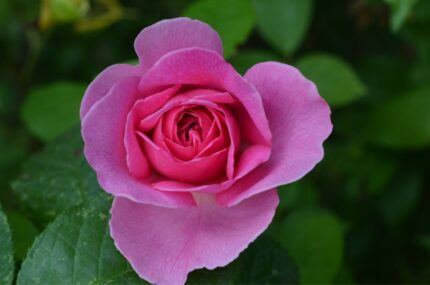 Klatrerose "Our last Summer"   3 5 l potte