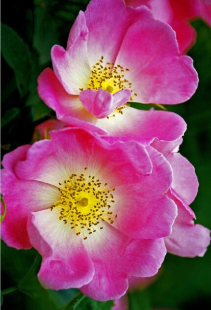 Buskrose "Gallica Complicata"  4 l potte