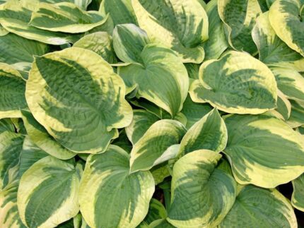 Hosta "Twilight"  11 cm potte