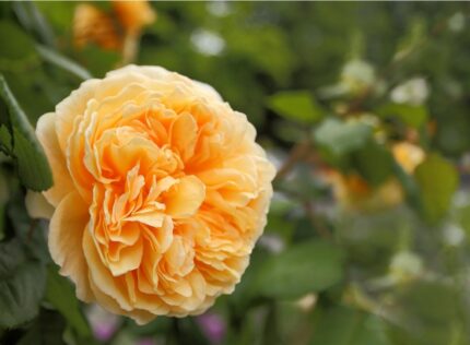 Austin rose, The Lady gardener", 6 l. pottestr.