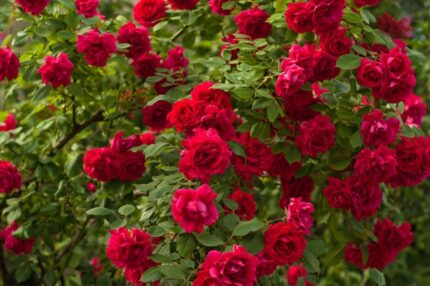 Kryprose "Viking"  3,5 l potte