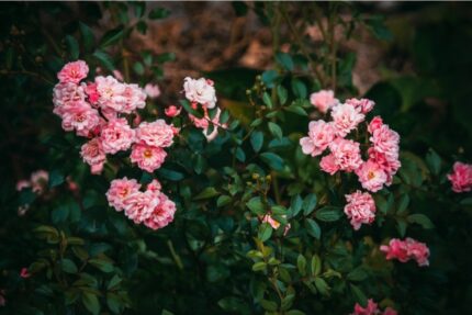 Historisk rose "Aimable Amie"  3, 5 l potte