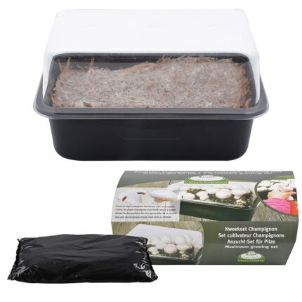 Dyrkesett champignon