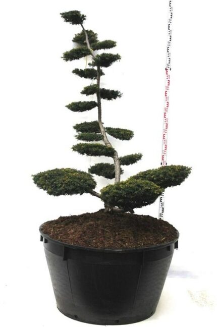 Barlind "Summergold " 175-200 cm