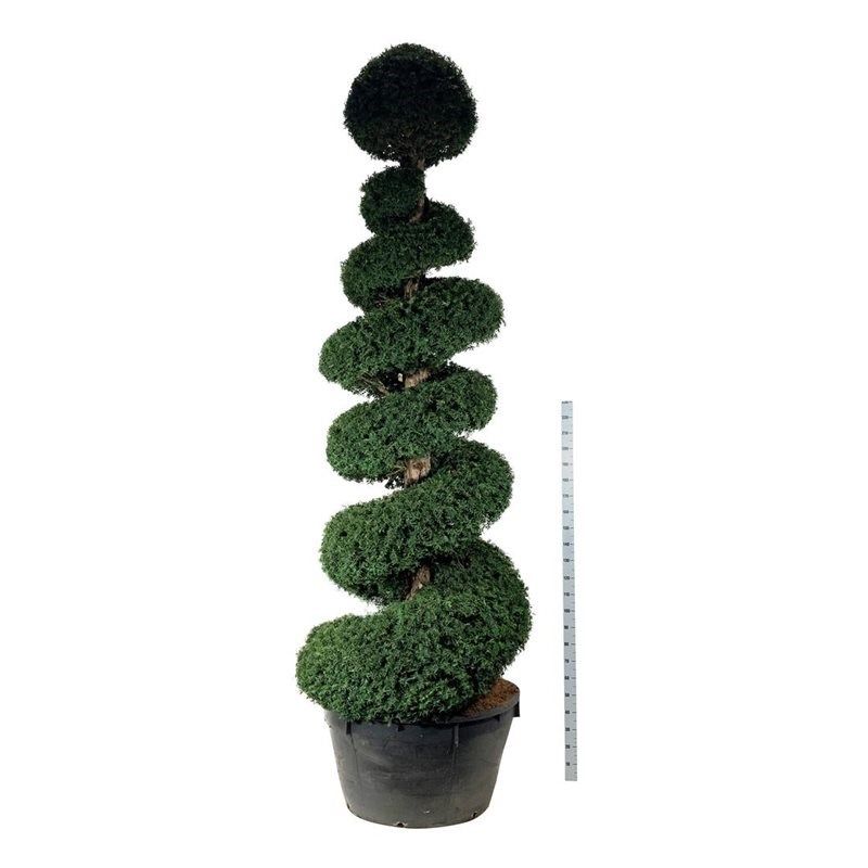 0_taxus-spiral.jpg