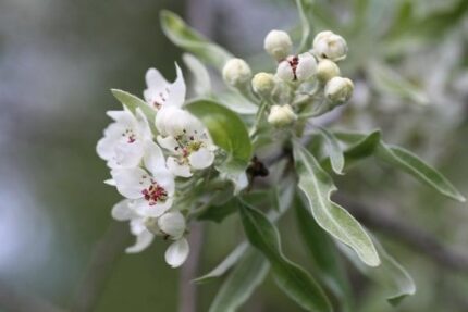 Vierpære - "Nordens Oliven" sth.120 cm 10 L POTTE