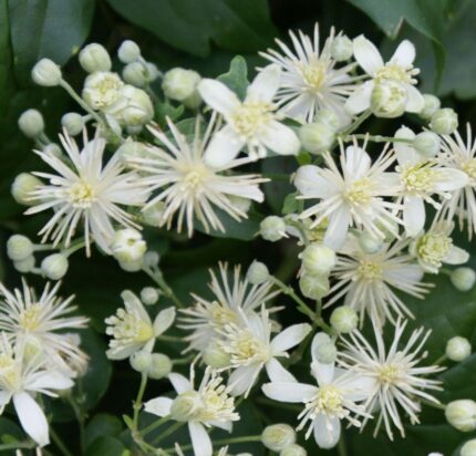 Tyskklematis (clematis vitalba) 3L potte