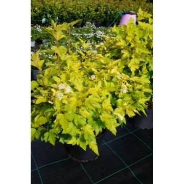 Gulbladet Blærespirea 10 l potte