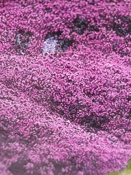 Kryptimian 3 L POTTE