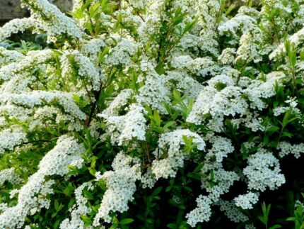 Spirea "Snowmound" / 2025 / 1,5Lpotte/ ungplante