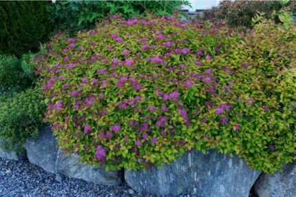 Spirea "Magic Carpet" / 2025 /  1,5 L potte / ungplante