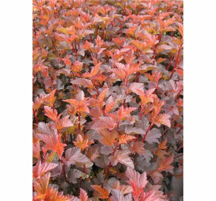 Solblærespirea op. diabolo D'or 3,5 l potte