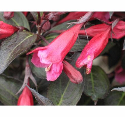 Klokkebusk, Weigela Florida "Alexandra" , pottestr. 1,5 l. (ungplanter)