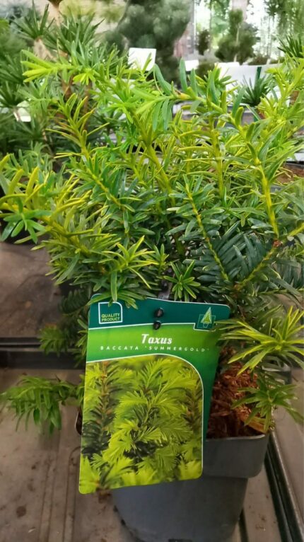 Krypbarlind "Summergold" 20/30 cm