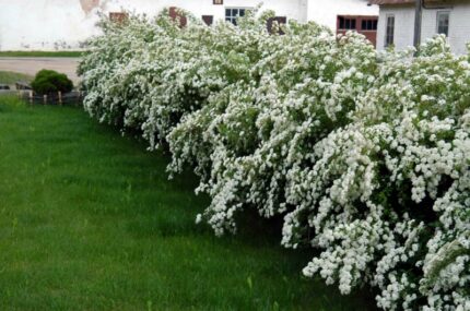 Gentspirea