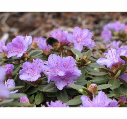 Rhododendron "Ramapo" salgstr. 25-30 cm, pottestr. 3,5 l.