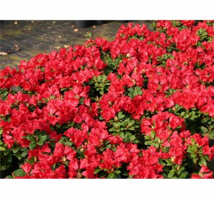 Rhododendron "Baden-Baden" salgstr. 20-30 cm 2 L potte