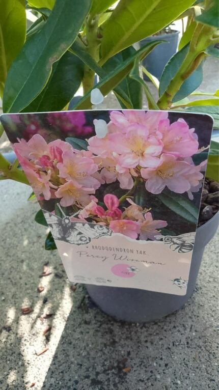 Rhododendron Percy Wiseman salgsh.40/45  cm 3L potte